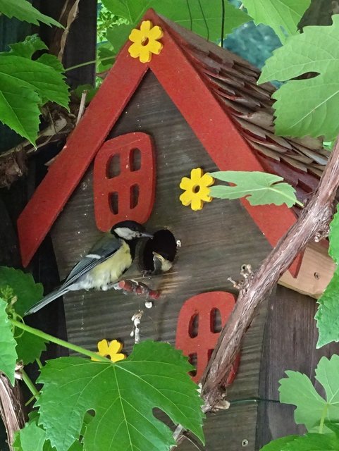 Mama Meise füttert ihr Junges