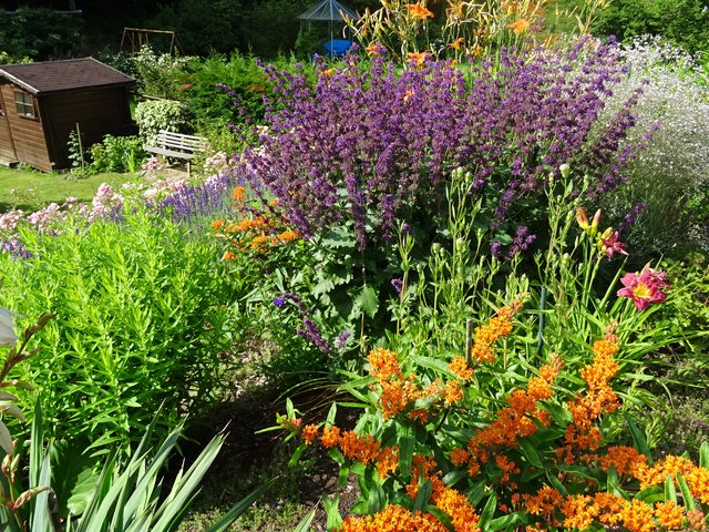 Diverse Blumen in unserem Garten