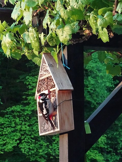 Der Buntspecht plündert jeden Morgen unser Insektenhotel
