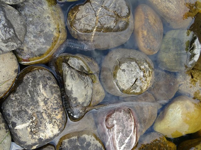 Ringelnatter hat sich gehäutet in unserem kleinen Springbrunnen
