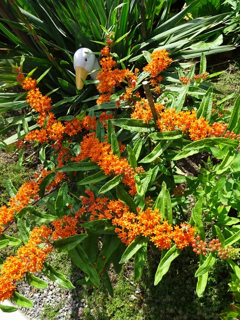 Tolle Blume in unserem Garten