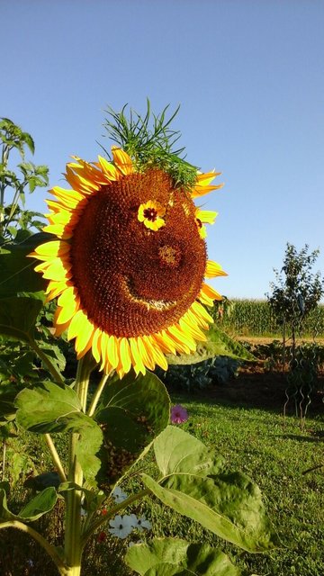 Lachende Sonnenblume