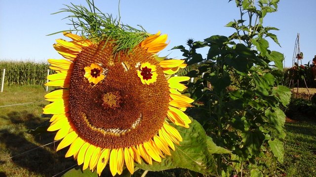 Sonnenblume die lacht