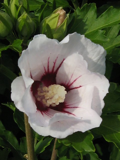 Ergebnis guter Pflege