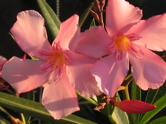 Am Besten abends gießen