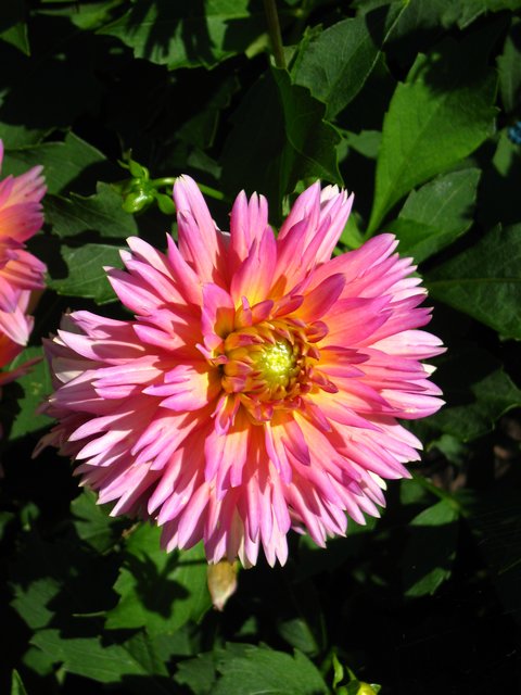 Strahlt mit der Sonne um die Wette