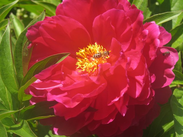 Es summte ein kleines Bienchen, direkt auf ein blühendes Blümchen