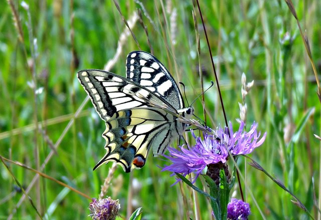 Der schönste Falter in Deutschland der Schwalbenschwanz