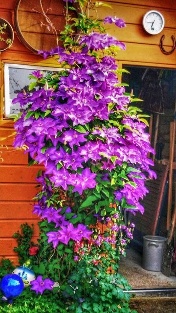 Clematis - für solch eine Blüte sollte der Wurzelballen immer im Schatten sein
