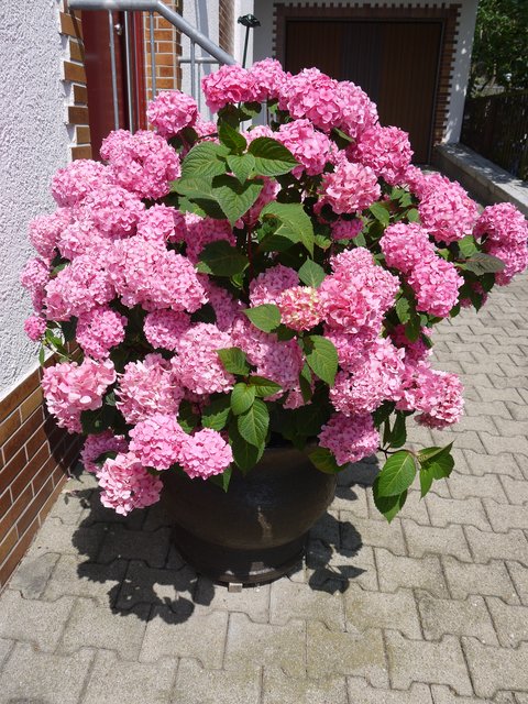 Hortensie in voller Blütenpracht - pflegeleicht, regelmäßig düngen, viel Wasser