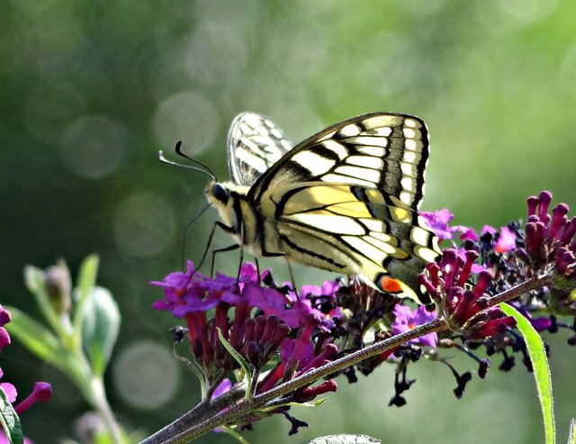 Schwalbenschwanz auf dem Sommerflieder