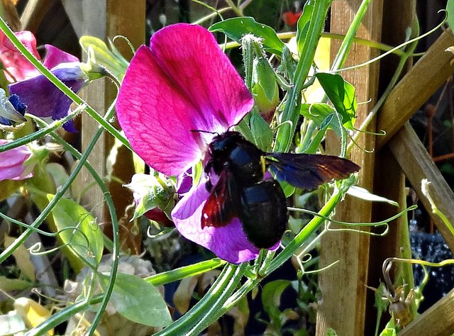 Blütenfarben schimmern in den Flügeln der Holzbiene