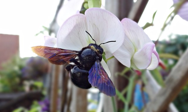 Die blaue Holzbiene auf der Staudenwicke