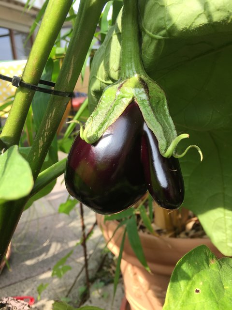 Wir züchten Boxhandschuhe!!!