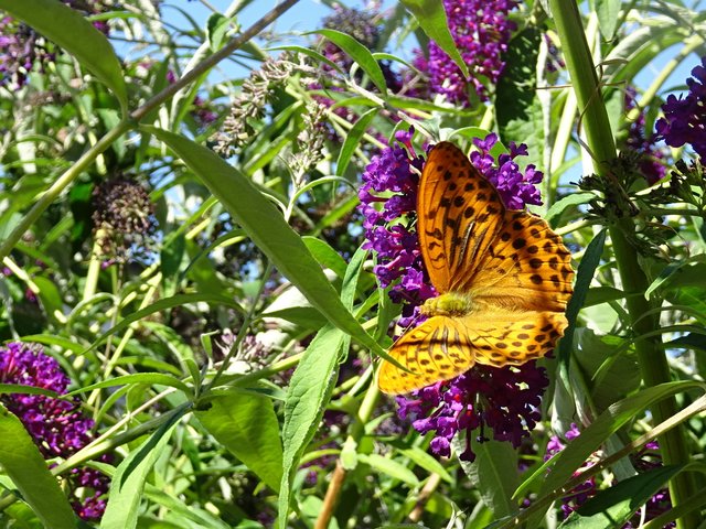 Schmetterling auf Sommerflieder
