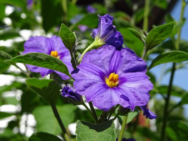 Blüte des Enzianbaumes