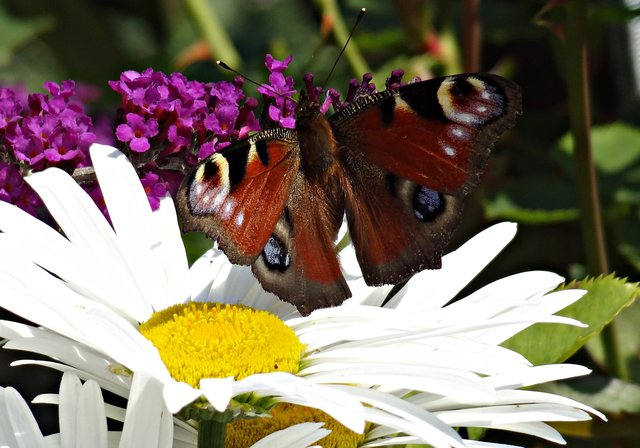 Die Schönheit des Sommers