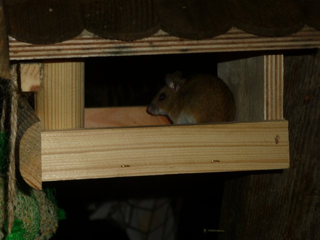 unser Vogelkasten ist für alle da...