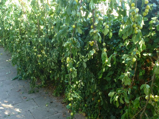 der wohl 1. Mirabellenzaun, kurz vor der Ernte