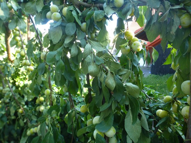 der wohl einzigartige Mirabellenzaun ist in Bretten, im WEB auch nichts zu finden...