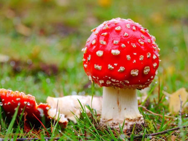 Schön anzusehn, nicht essbar !