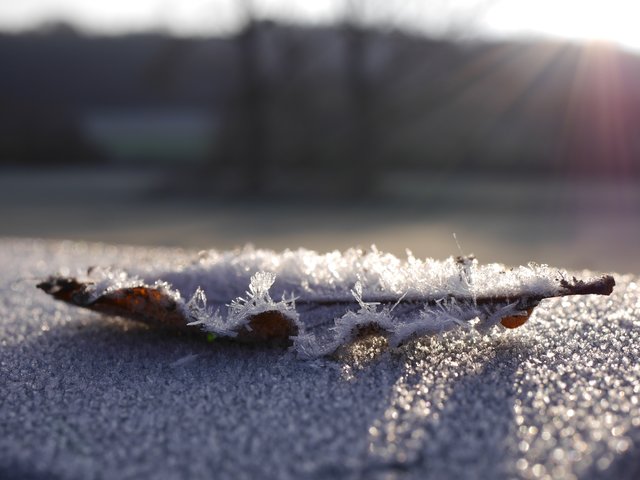 "Ist der Januar hell und weiß, wird der Sommer sicher heiß" ..trotz warmen Januar heißer Sommer