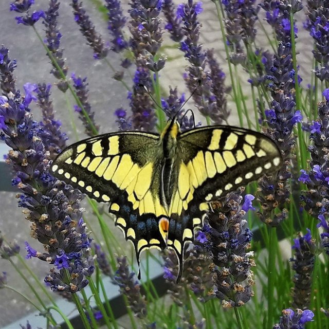 Schmetterling am Lavendel