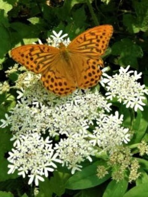 Blüte mit Schmetterling