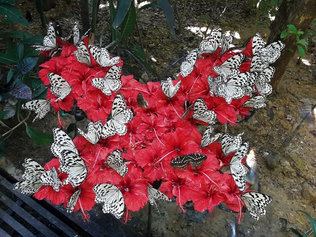 Schmetterlinge auf Azaleenblüten