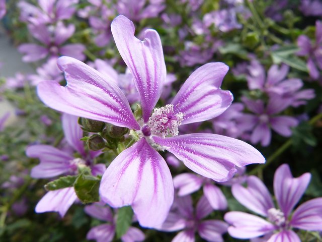 Ein Traum in violett