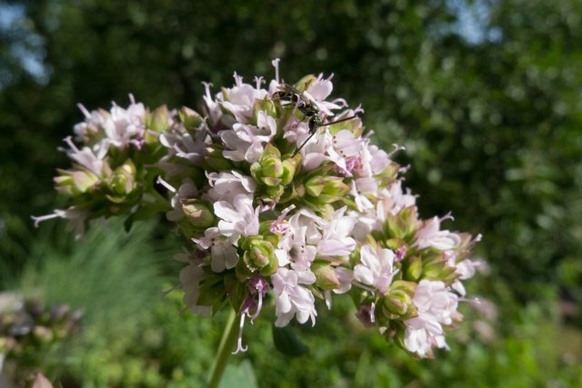 Blühende Kräuter wie der Majoran sind besonders bei kleinen Wildbienen beliebt.