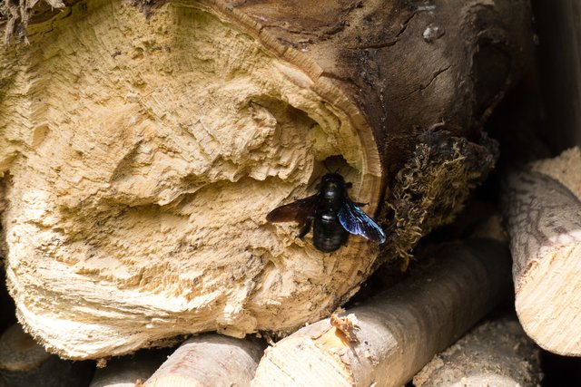 In Totholz nagt sich die Blauschwarze Holzbiene ihre Brutröhre.