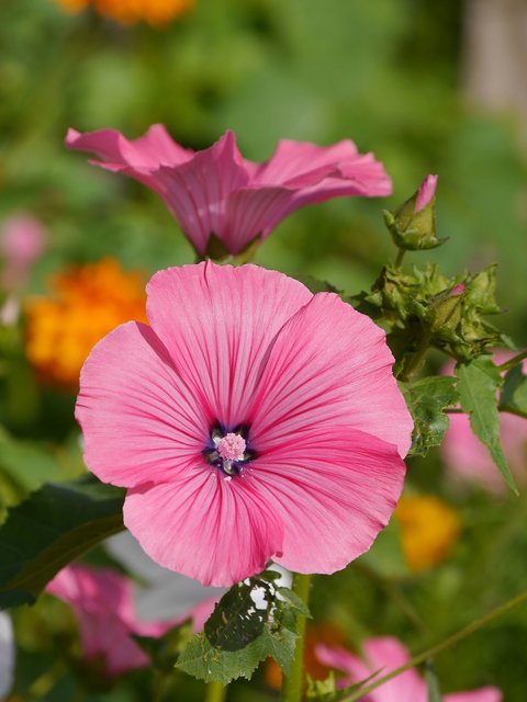 Ein Hauch in zart rosa