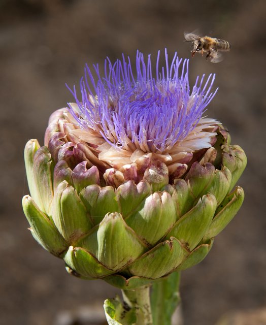 Artischocken - eine beliebte Bienenweide