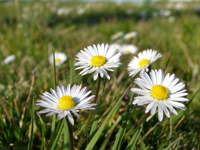 Liebt sie mich oder liebt sie mich nicht