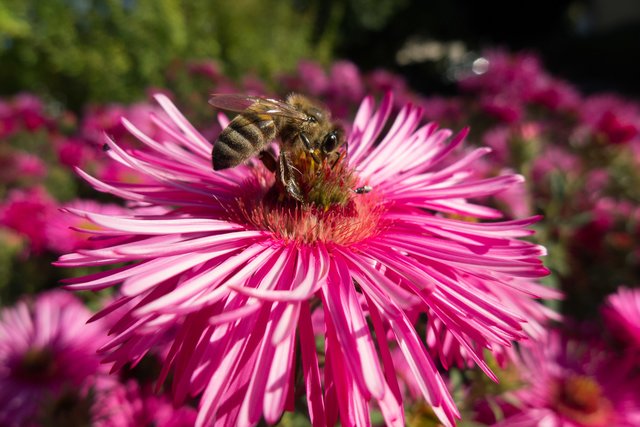 Auch Astern werden von Bienen gerne angeflogen.
