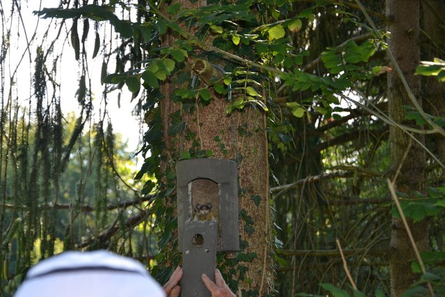 Der Siebenschläfer wundert sich über den Besuch.