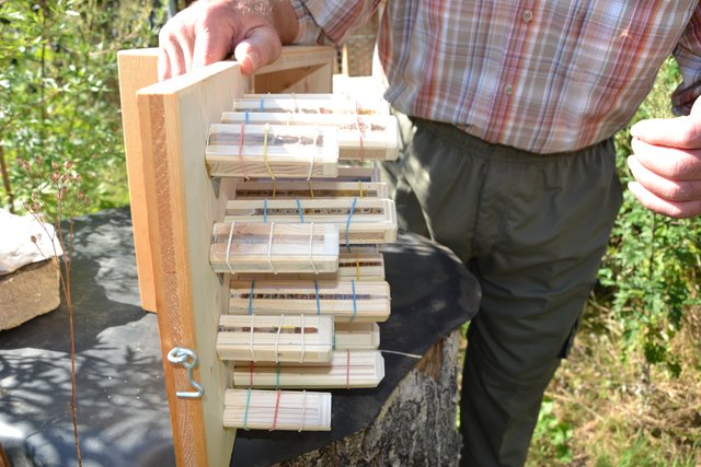 Einblicke ins Insektenhotel.
