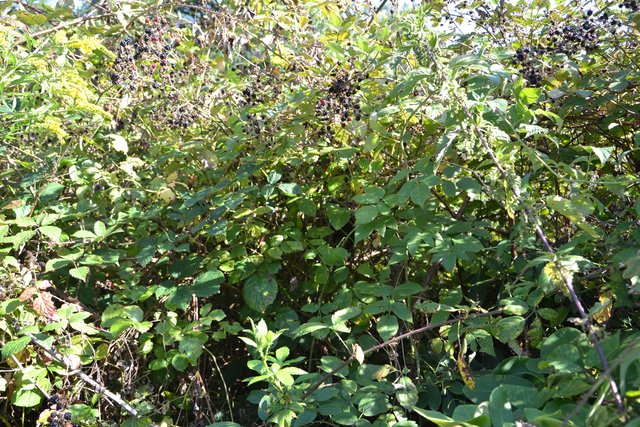 Im Brombeerdickicht hat der Neuntöter sein Nest gebaut.