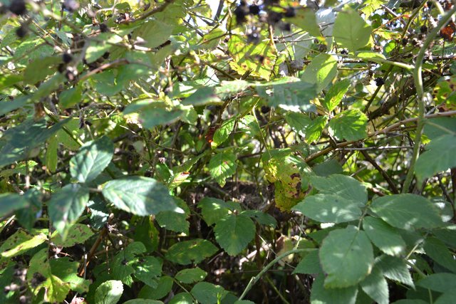 Wenn man genau hinguckt, erahnt man es: das Nest des Neuntöters.