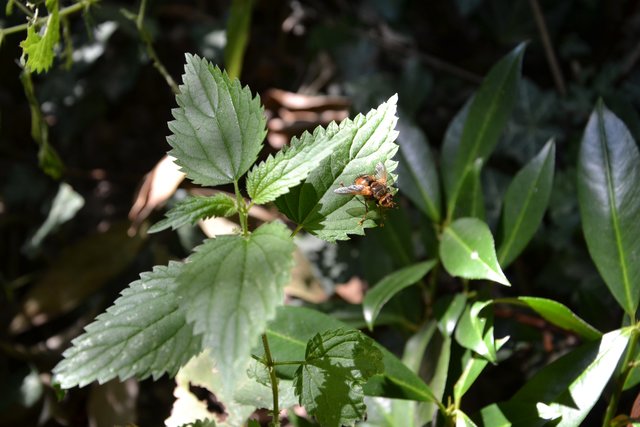 Die sticht: Eine Kuhbremse.