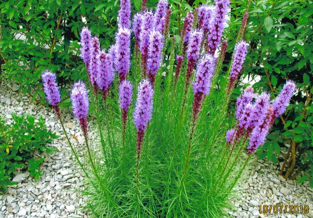 Gisela Kurz-Bareis aus Mühlacker: "Bei meiner Schwester in Ötisheim." | Foto: Gisela Kurz-Bareis