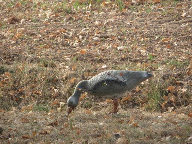 Eines der Ziele auf dem Turnier
