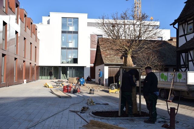 Der ersten Bäume wurden am Montag im Vorhof des Hauses der Gesundheit in den Boden gepflanzt. Foto: ch