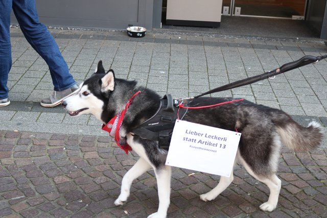 "Lieber Leckerli statt Artikel 13" (Foto: Elija Ferrigno)