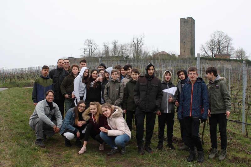 Erfolgreicher erster Arbeitseinsatz: Die Sulzfelder Gemeinschaftsschüler mit ihren Betreuern im Schulweinberg vor der Kulisse der Burg Ravensburg.