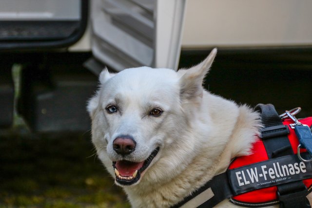 ELW-Fellnase
(Foto: Elija Ferrigno)