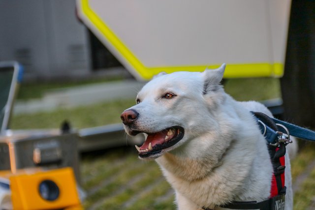 ELW-Fellnase
(Foto: Elija Ferrigno)