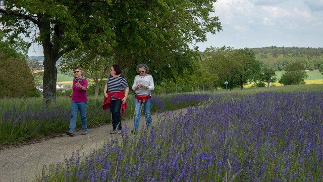 Blühender Wiesensalbei erwartete die Besucher auf dem Lugenberg | Foto: Foto Rainer Martus