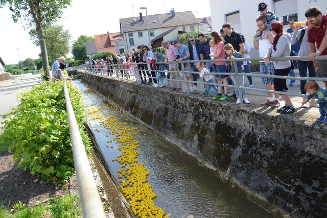 Große Kulisse für kleine Enten